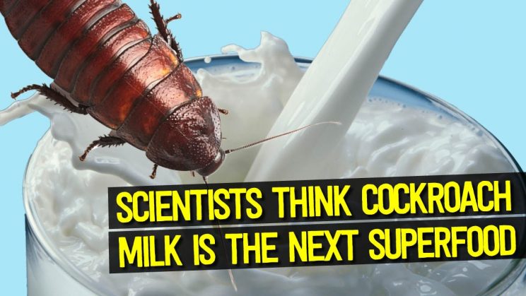 Cockroach milk can be good source of food supplement – Study