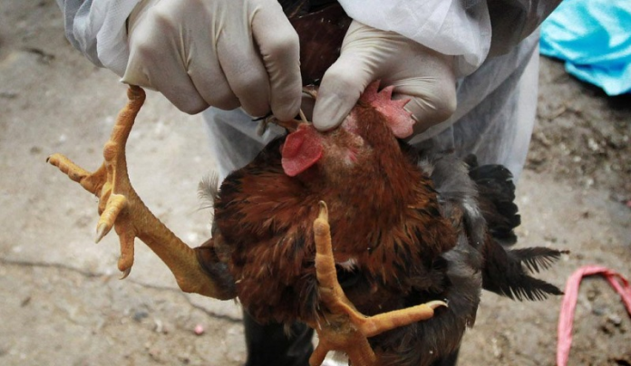 Bird Flu