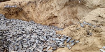 PHOTO: 18kg of harmful Chinese GMO tilapia destroyed at Asutuare
