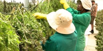 Marijuana, mountains and money: How Lesotho is cashing in