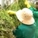 Marijuana, mountains and money: How Lesotho is cashing in