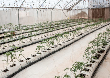 Agritopgh.com - Greenhouse technology in ghana