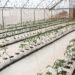 Agritopgh.com - Greenhouse technology in ghana