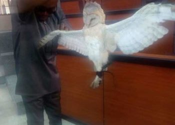 PHOTOS: Dead owl found in Speaker of Parliament’s seat