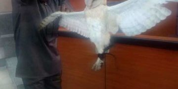 PHOTOS: Dead owl found in Speaker of Parliament’s seat