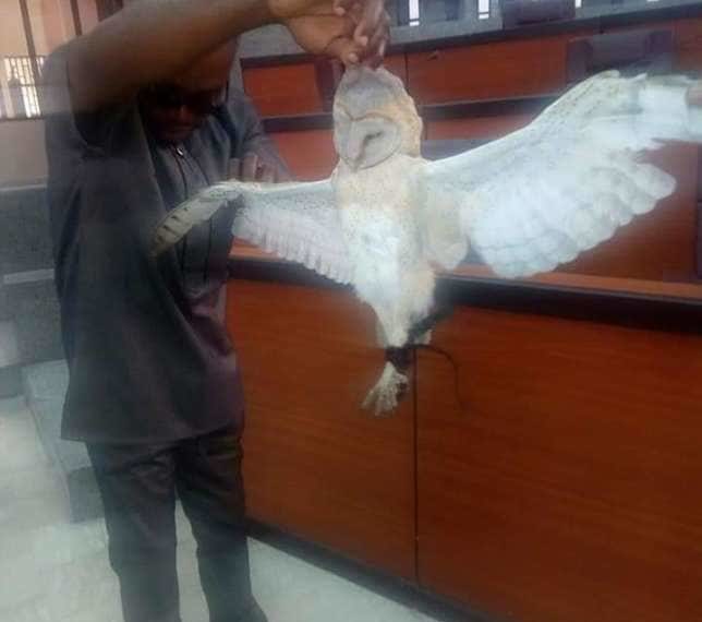 PHOTOS: Dead owl found in Speaker of Parliament’s seat