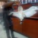 PHOTOS: Dead owl found in Speaker of Parliament’s seat