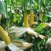 Ghana resumes export of maize, other foodstuffs to countries in the subregion