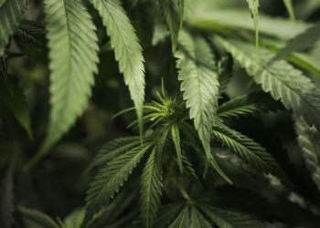 REVEALED: Men who smoke cannabis have higher sperm counts