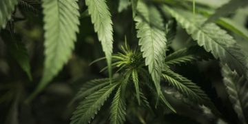 REVEALED: Men who smoke cannabis have higher sperm counts