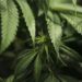 REVEALED: Men who smoke cannabis have higher sperm counts