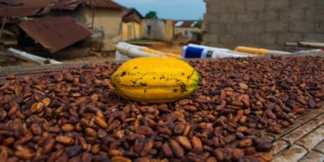 GCCP commends Ghana, Cote d’Ivoire for a common floor price for cocoa beans