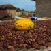 GCCP commends Ghana, Cote d’Ivoire for a common floor price for cocoa beans﻿