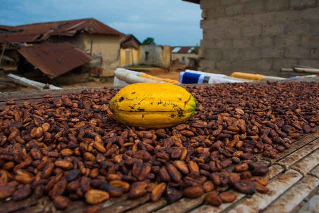 GCCP commends Ghana, Cote d’Ivoire for a common floor price for cocoa beans﻿