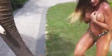 Photos: Elephant removes  a woman’s bikini