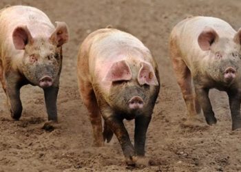 Sekondi-Takoradi, Effia Kwesiminstim hit by Africa Swine Fever outbreak