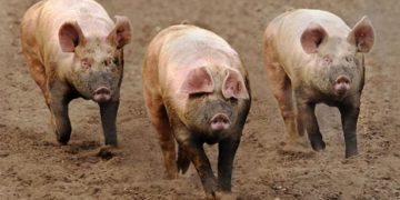 Sekondi-Takoradi, Effia Kwesiminstim hit by Africa Swine Fever outbreak