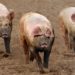 Sekondi-Takoradi, Effia Kwesiminstim hit by Africa Swine Fever outbreak