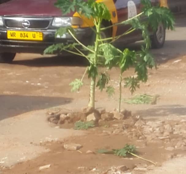 Photos: North Kaneshie Residents plant ‘Pawpaw’ trees in potholes to protest poor street conditions