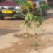 Photos: North Kaneshie Residents plant ‘Pawpaw’ trees in potholes to protest poor street conditions