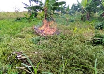 77-year-old weed smoker/farmer arrested; 2 acre farm destroyed by police