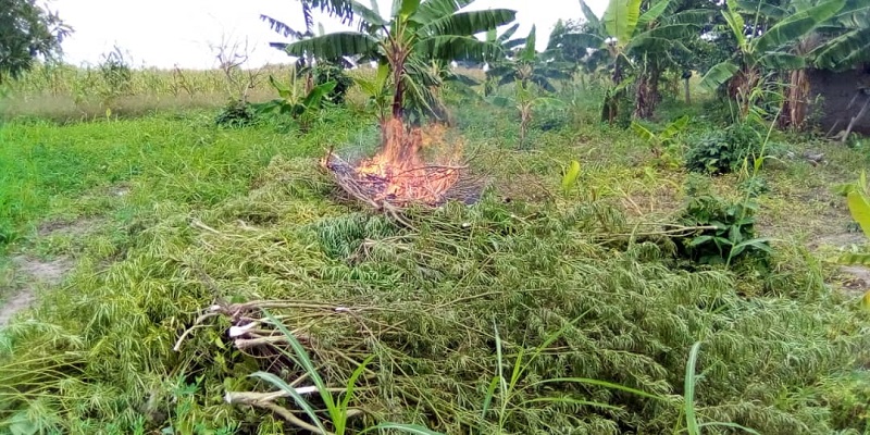 77-year-old weed smoker/farmer arrested; 2 acre farm destroyed by police