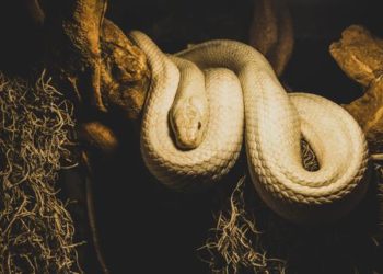 Woman found dead with python around neck in house containing 140 snakes