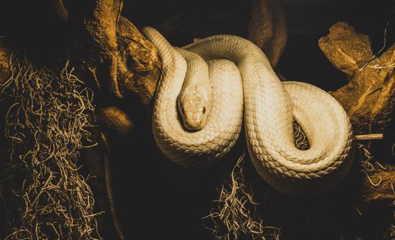 Woman found dead with python around neck in house containing 140 snakes