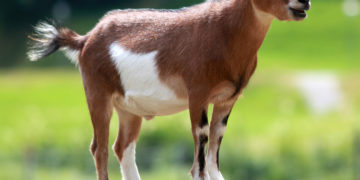 Pastor jailed for stealing a goat and 9 turkeys