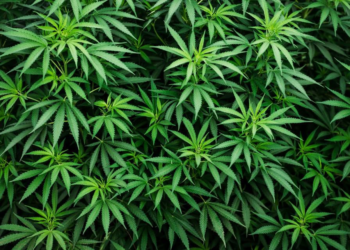 Zambia legalises Marijuana growth for exports and medical purposes only