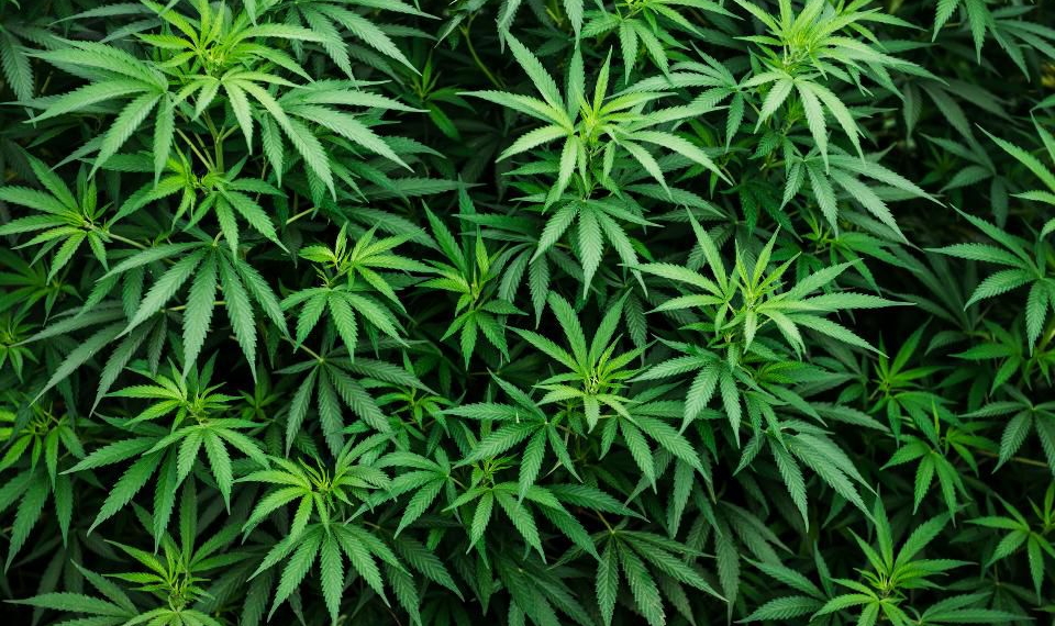 Zambia legalises Marijuana growth for exports and medical purposes only