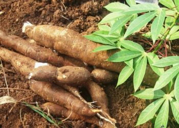 Cassava becomes scarce food crop in the Bono East Region