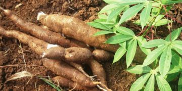 Cassava becomes scarce food crop in the Bono East Region
