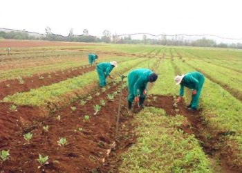 SONA 2020: Planting for foods and jobs made agriculture an attractive profession