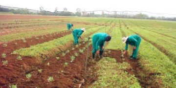 SONA 2020: Planting for foods and jobs made agriculture an attractive profession