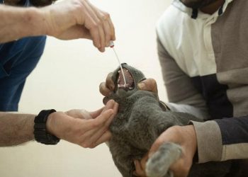 Two cats test positive for coronavirus