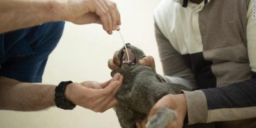 Two cats test positive for coronavirus
