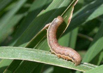 Fall Armyworms