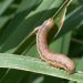 Fall Armyworms