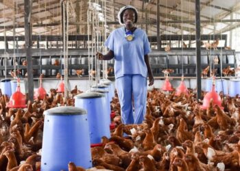 Mahama unveils 'Nkokɔ nkiti nkiti' to cut $400m chicken imports