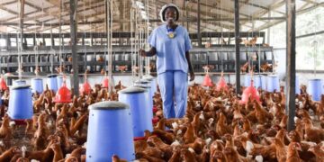 Mahama unveils 'Nkokɔ nkiti nkiti' to cut $400m chicken imports