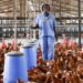 Mahama unveils 'Nkokɔ nkiti nkiti' to cut $400m chicken imports