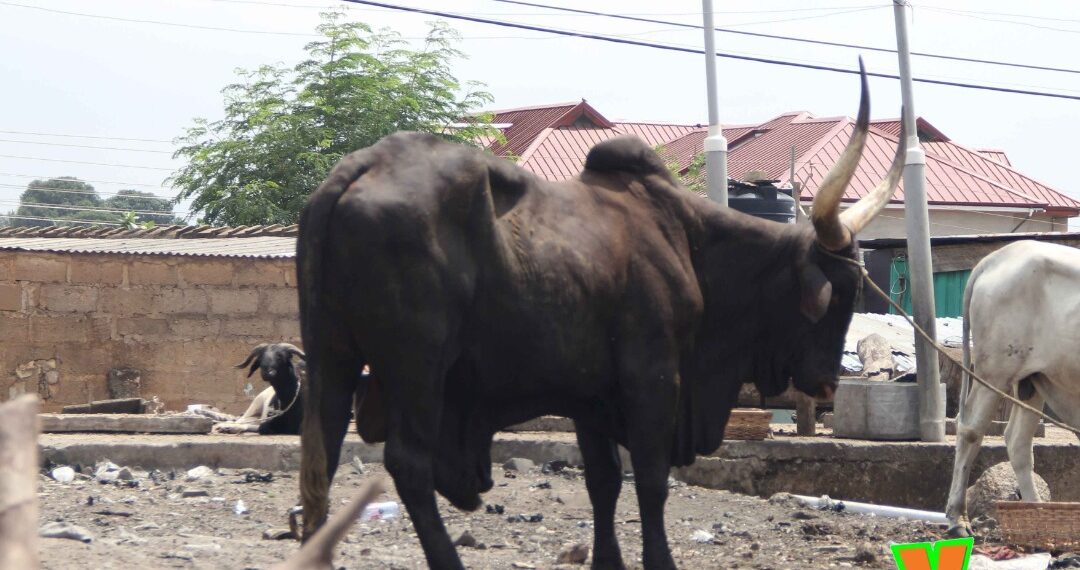 WhatCanYouDoOnY: YFM presents Chief Imam a cow for Eid-Al-Adha Celebrations