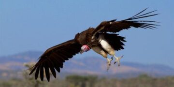 Find out why vultures do not feed on living bodies