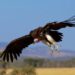 Find out why vultures do not feed on living bodies
