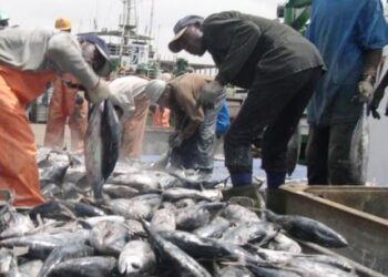 Kamgbunli fish disease: More than fourty fisherfolk have lost their livelihoods- Assembly member