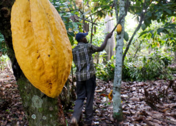NDC sends message to NPP over using the cocoa industry for politics