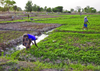 Economist calls for agricultural and industrial policies in addressing Ghana's food inflation