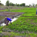 Economist calls for agricultural and industrial policies in addressing Ghana's food inflation