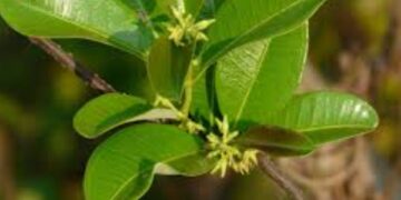 COVID-19: Nibima is safe for human consumption - Association of Medical Herbalists